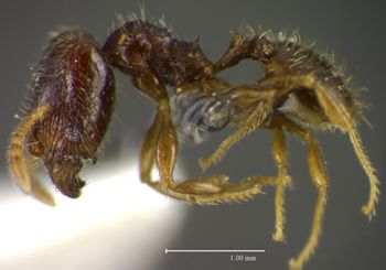 Media type: image;   Entomology 34387 Aspect: habitus lateral view